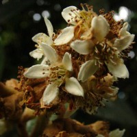 Eriobotrya japonica (Thunb.) Lindl.
